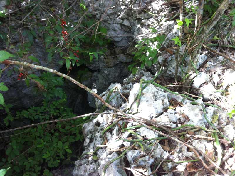 Flora y fauna en Sierra de Cubitas