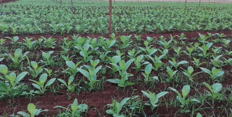 Producción tabacalera de la CCS Juramento de Baraguá./Foto: Autora