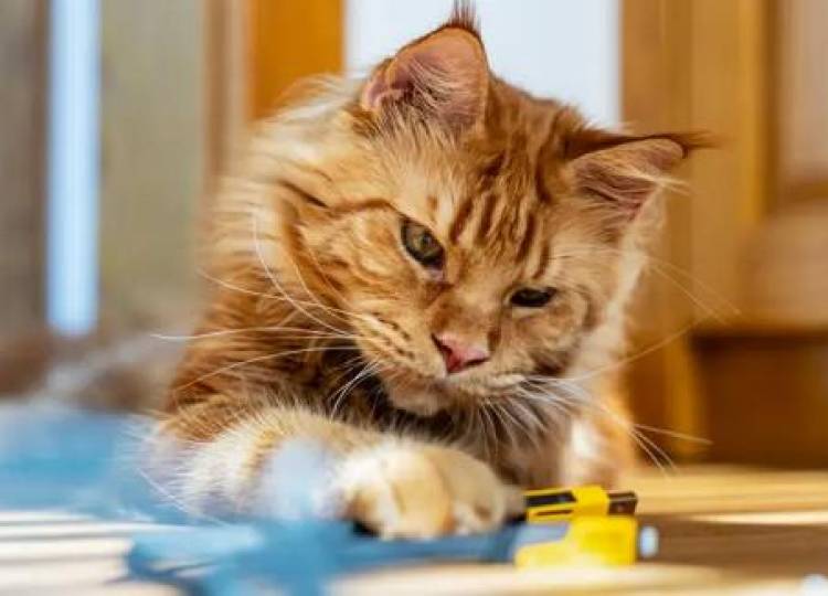 ¿Por qué hay gatos naranjas?: La clave está en un gen