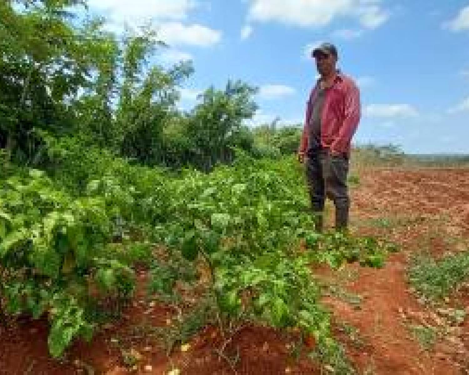 Un guajiro desafiando la sequía para producir alimentos 