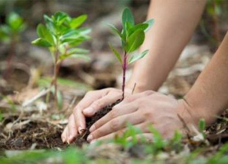 Promueven en Cuba campaña por Día Mundial del Medio Ambiente