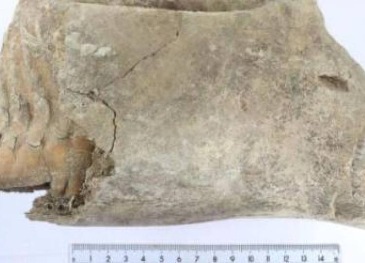 Descubren un diente de mamut en ciudad rusa de Nizhni Nóvgorod