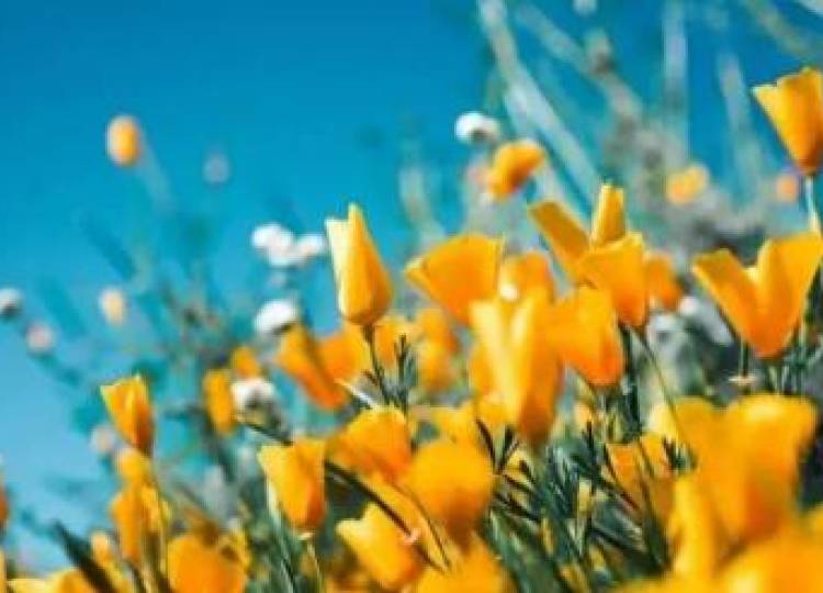 Un circuito genético vincula a flores con la luz y la temperatura