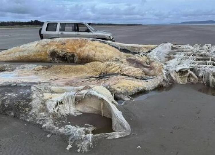 Hallan el cadáver de una gigantesca y misteriosa criatura marina 