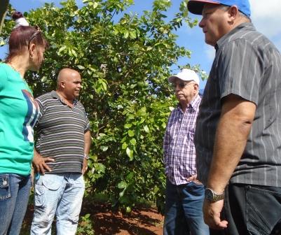 Unidad Básica UBPC Rescate de Sanguily fomenta frutales y cítricos.